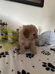 Maltipoo - piękny samczyk