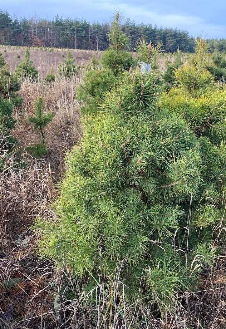 Pinus sylvestris , сосна звичайна (ком) , сосна обыкновенная.