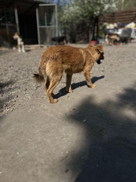 Стерилизованая девочка 7 месяцев Лиса