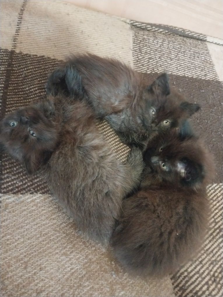 Отдам котят британцев
