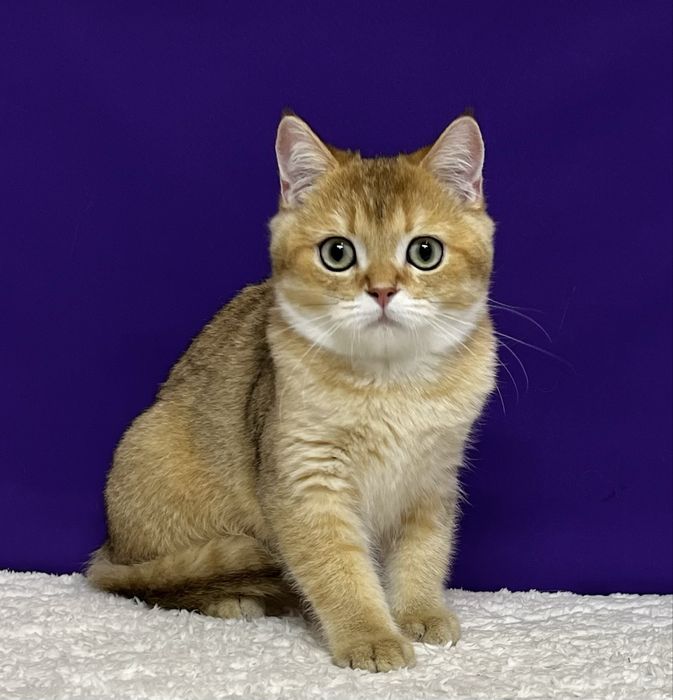 Шотландський котик