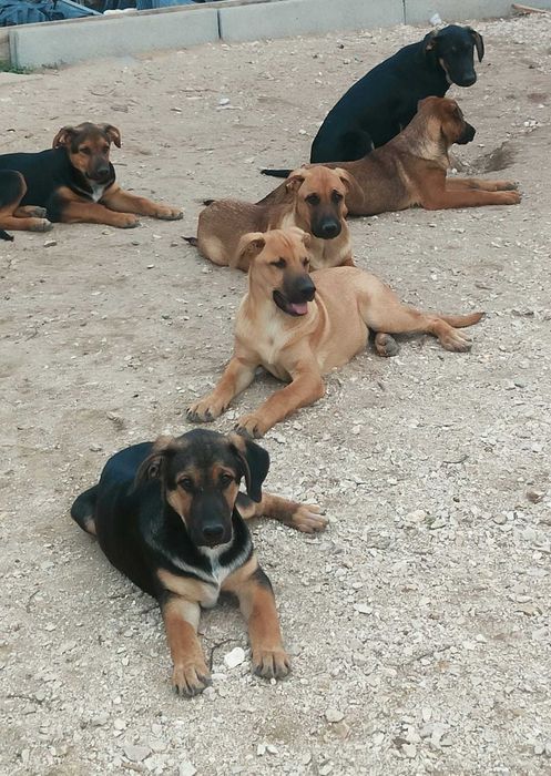 BEBÉS PARA ADOÇÃO (Machos, Porte Grande)