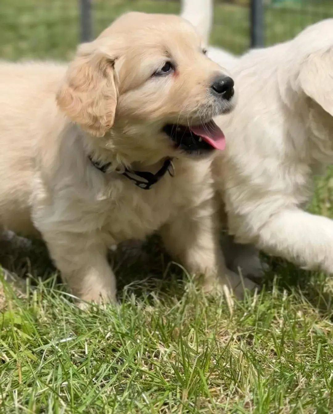 Golden Retriever, prześliczny piesek !!!