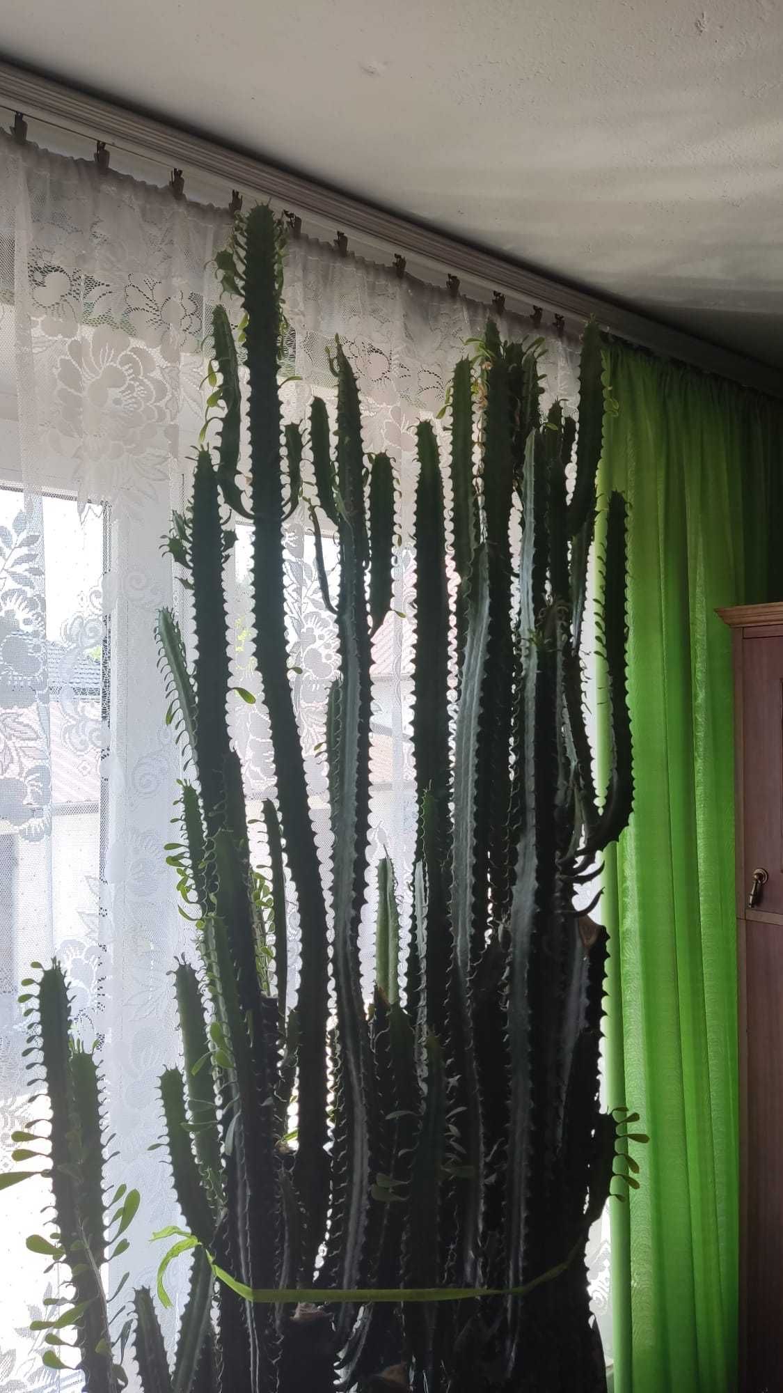 Euphorbia trigona (wilczomlecz trójżebrowy)