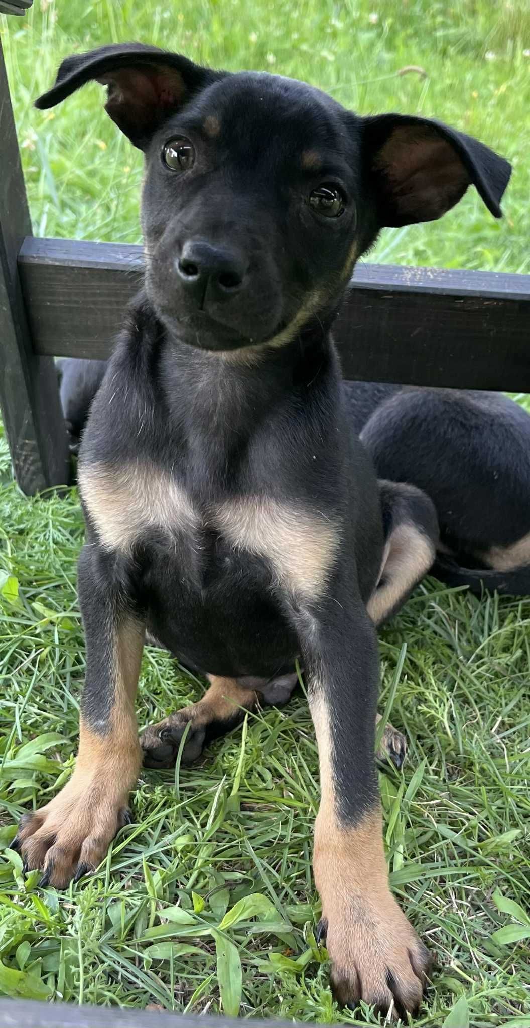 Samborek cudny szczeniak do adopcji