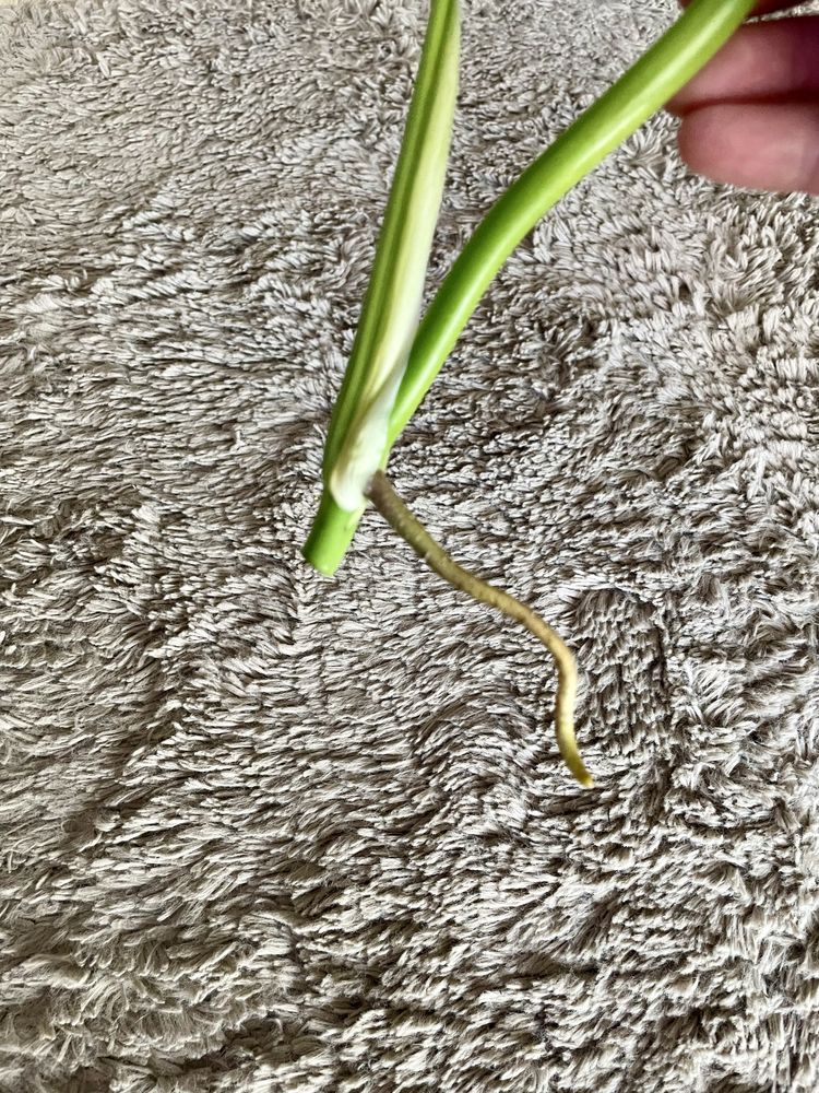 Monstera Marmorata. Szczyt rośliny