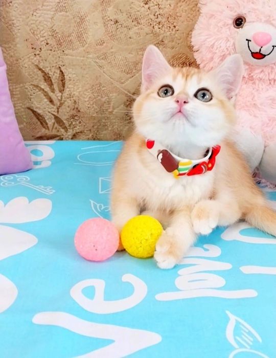 Золотко дівчинка красунечка Шотландська киця