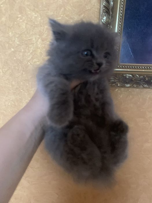 Кошенята Шотланців чекають на вас