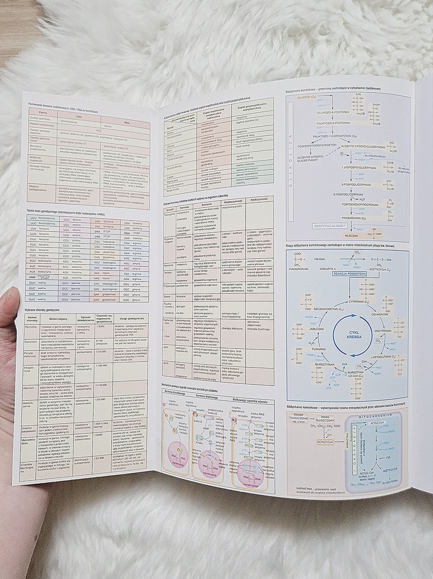 Matura 2014 Biologia Testy i arkusze z odpowiedziami Wyd. Operon 2013