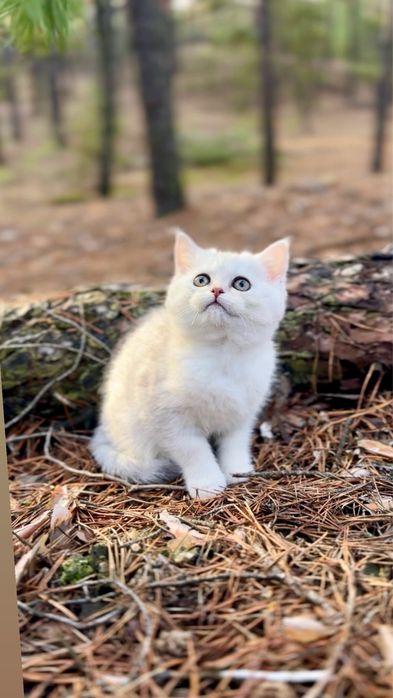 Срібна шиншила страйт прямовуха шотландська