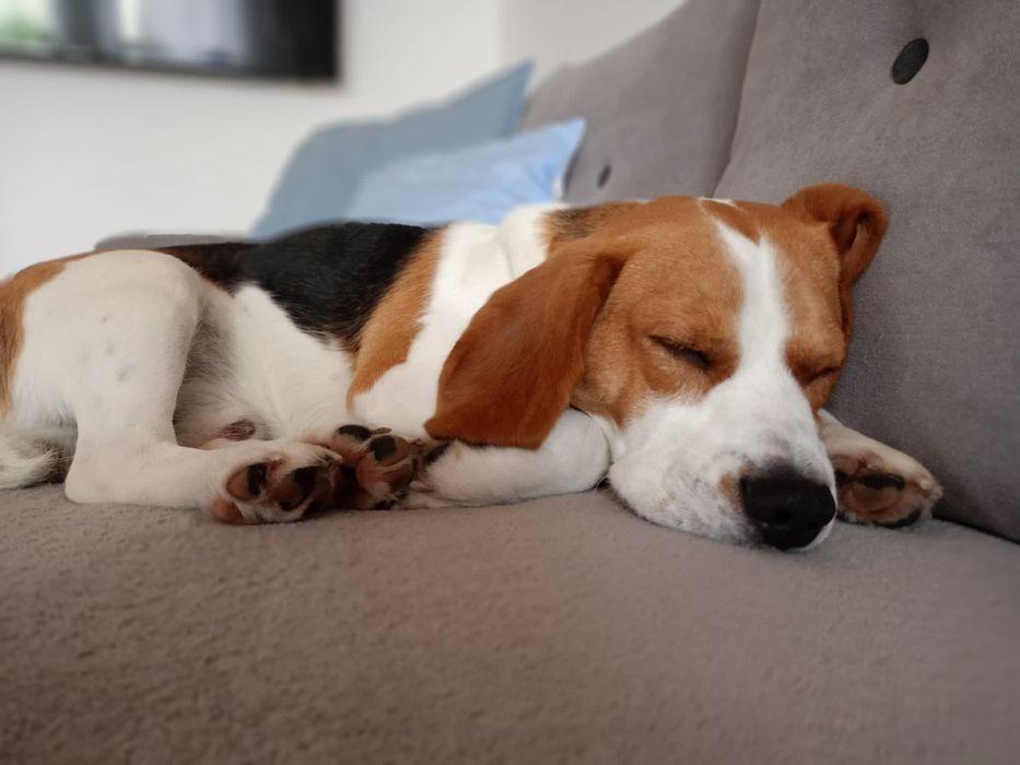 Szczeniak rasy beagle śliczna suczka