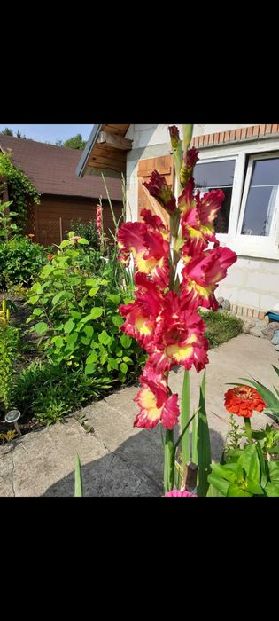 Sprzedam działkę ROD ,Semafor" w Olsztynie