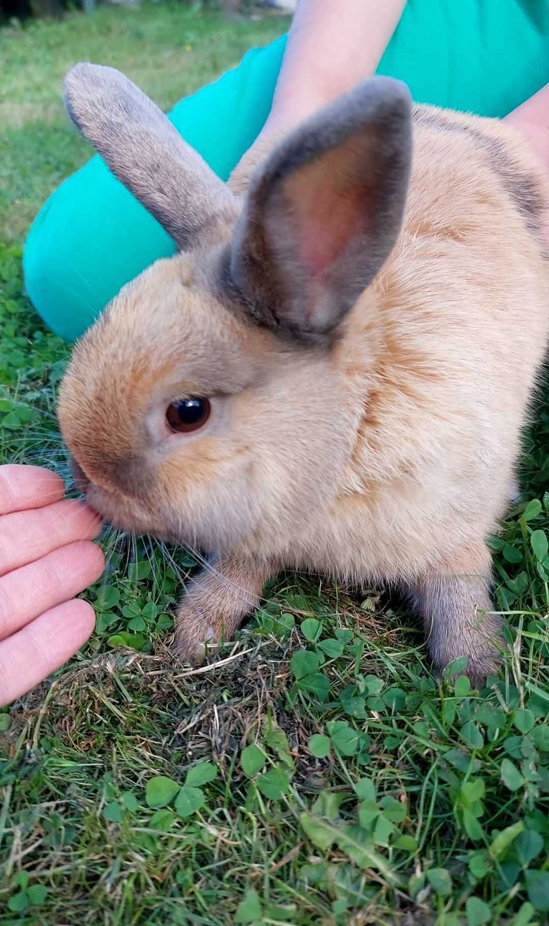 Krolik miniaturka kolorowy samiec samczyk