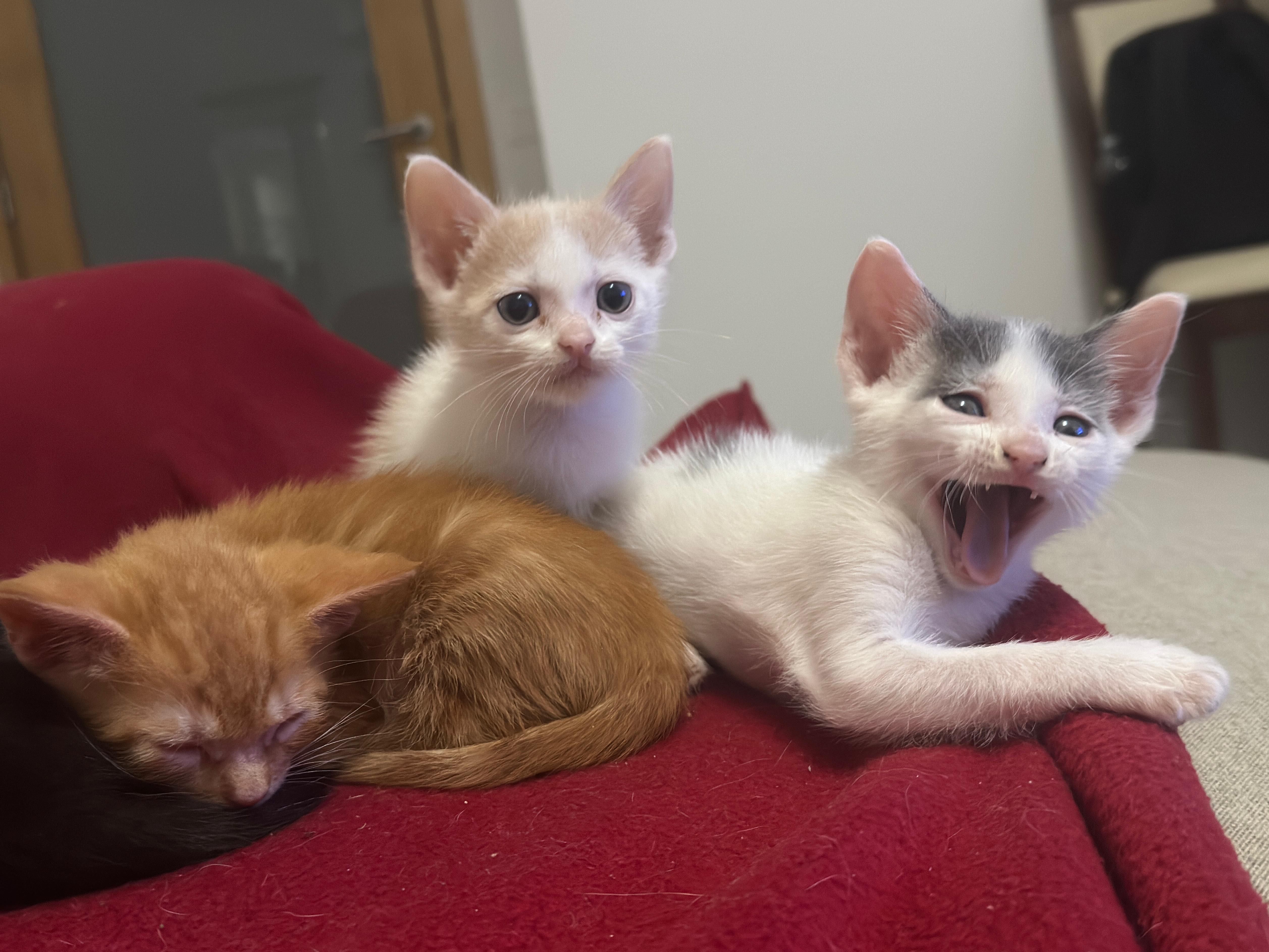 Gatinhos para adoção