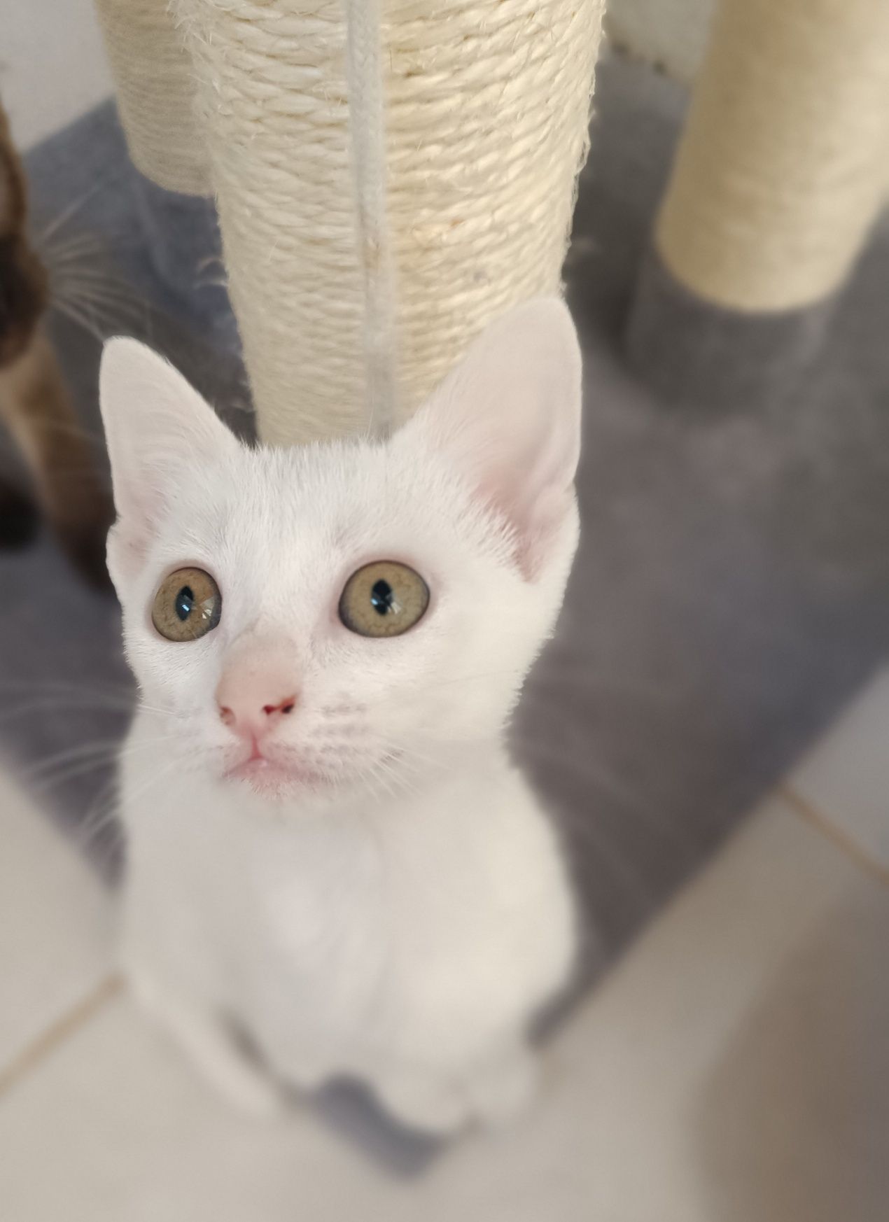 Gatinha para adoção em Viseu