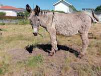 Burro montado/engatado  4 anos