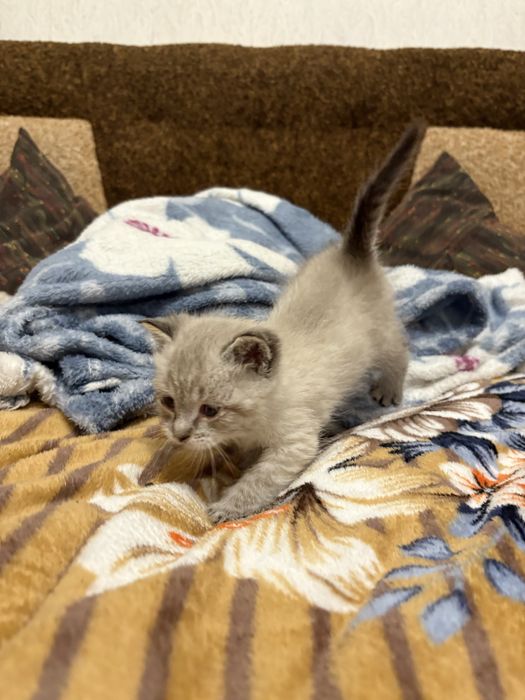 Відаю котика