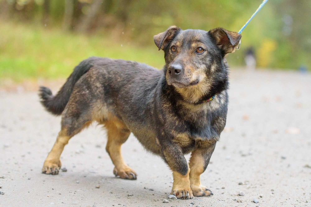 Przyjazny piesek na krótkich łapkach - Ulio szuka domu
