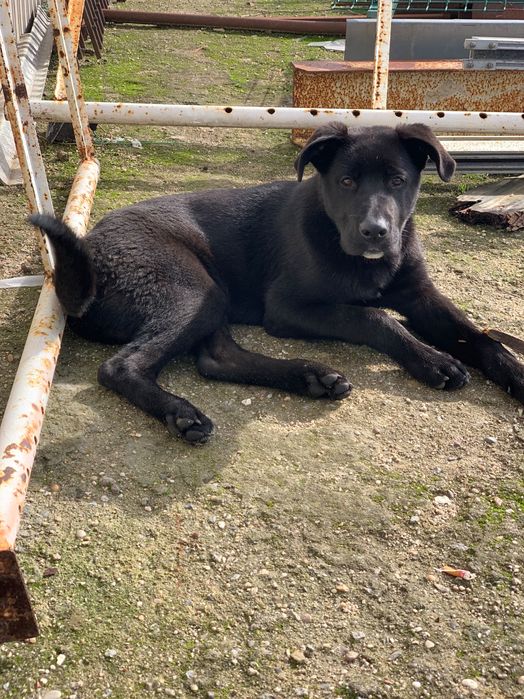 Cachorro para adoção