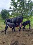 Krowa hereford, krowa mamka plus 3 cielaki