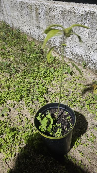 Vendo algumas árvores de fruto