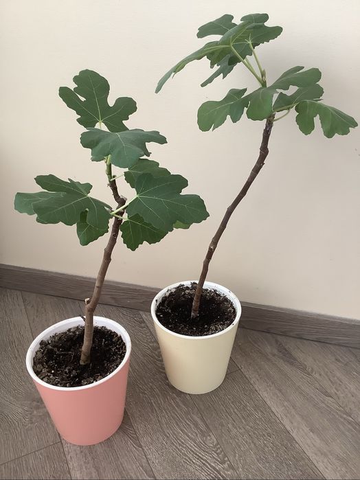 Продам инжирное дерево