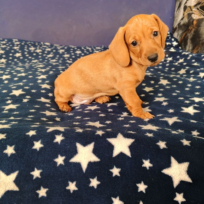 Продам щенков таксы