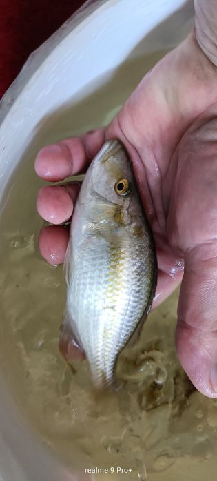Dimidiochromi compressiceps