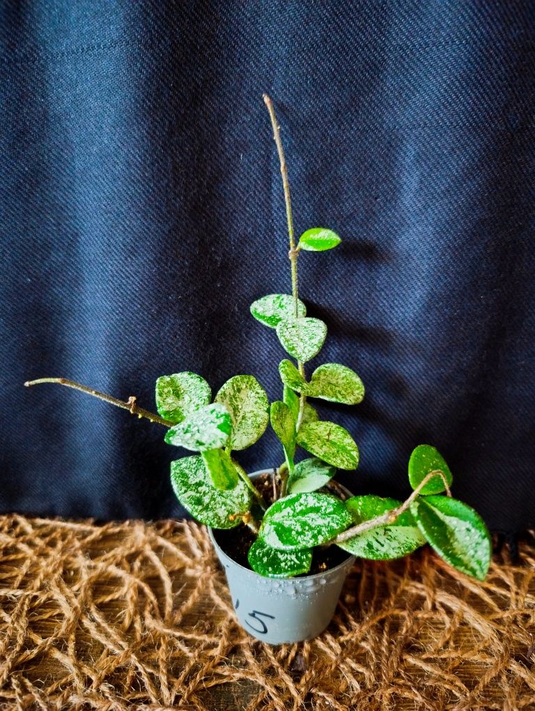 Hoya Mathilde Splash