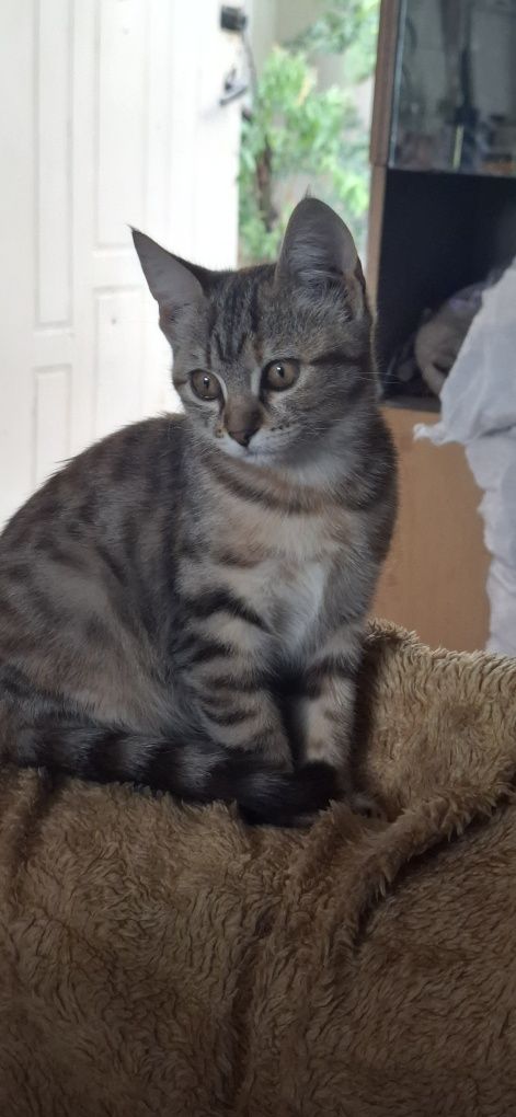 Котенок девочка 4 месяца.