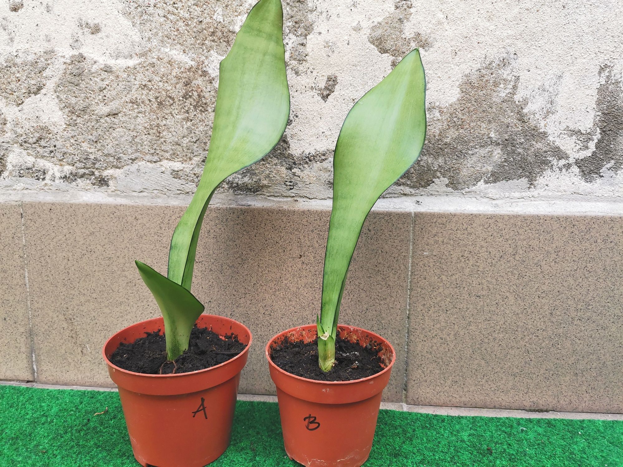 Sanseveria Trifasciata Moonshine sadzonki bejbiki w doniczce wężownica