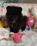 Czarna suczka Szpic Miniaturowy-Pomeranian