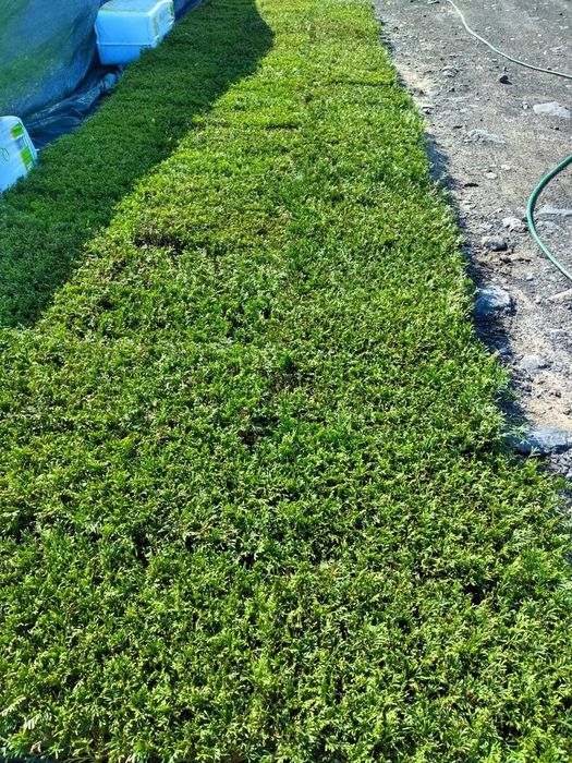 Thuja Szmaragd | Brabant | Żywotnik | m104 | multiplat |certyfikat CAC