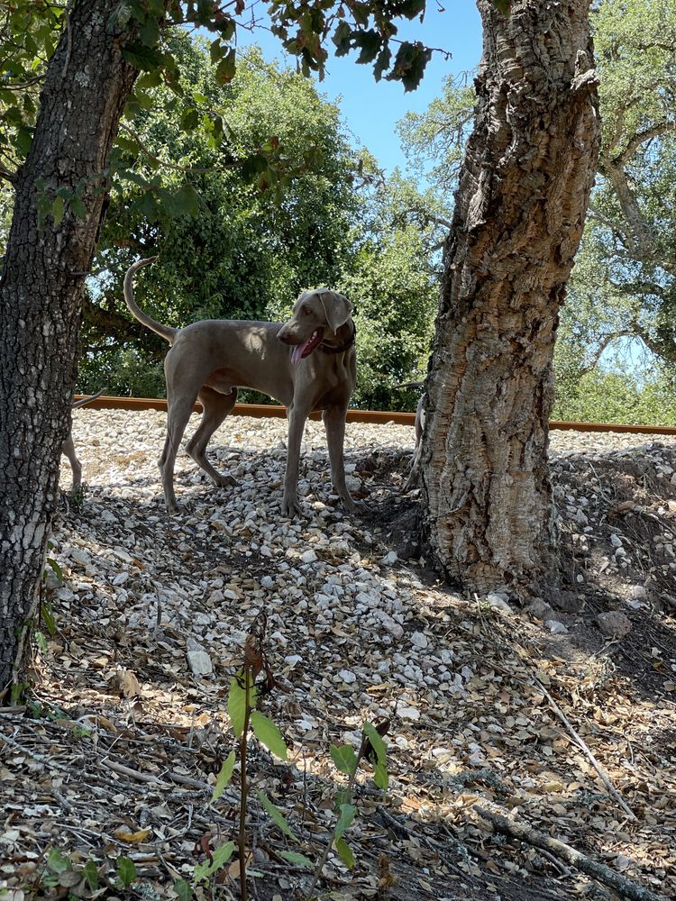 Weimaraner acasalamento