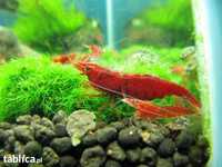 Krewetka sakura red Neocaridina Davidi