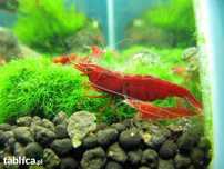 Krewetka sakura red Neocaridina Davidi
