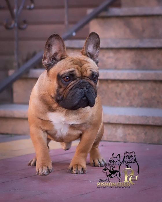 Французский Бульдог КСУ.  ВЯЗКА!  Возможно за щенка!