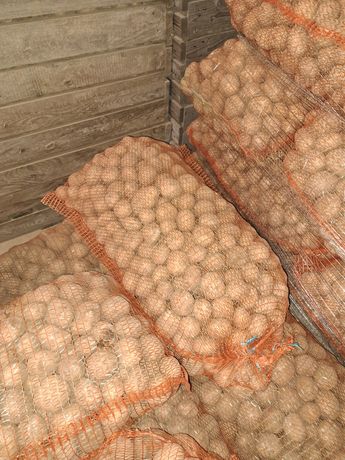 Ziemniaki Gala Bellarosa kal. 35-55 , transport