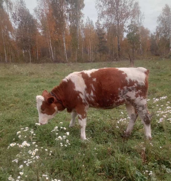 Теличка, 6 місяців