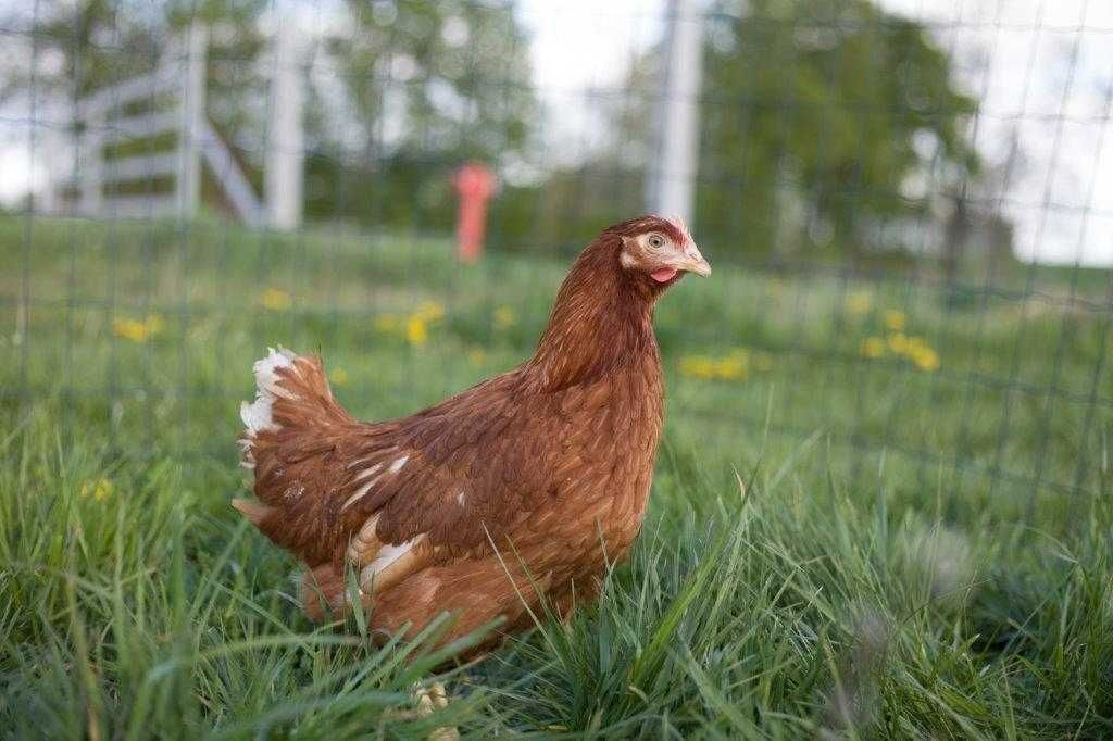 Kury nioski Tetra brązowa odchowana