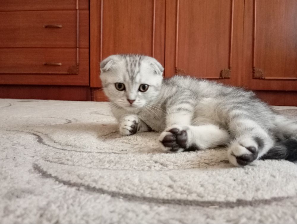 Висловухтй шотландець