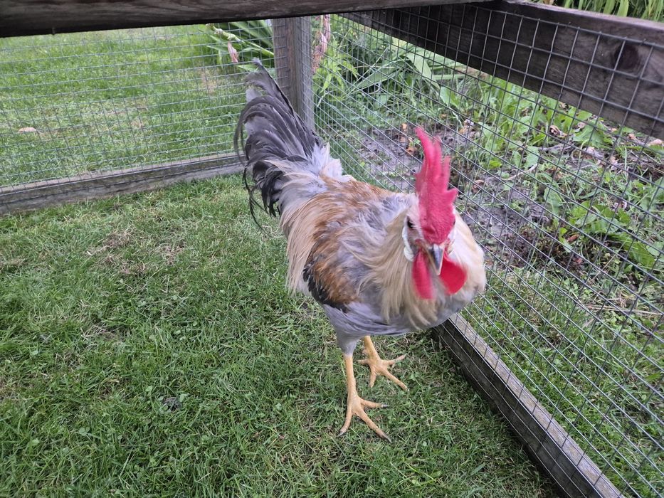 Kogut włoszka lawendowa
