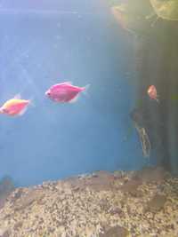 Ryby Tetra kolor