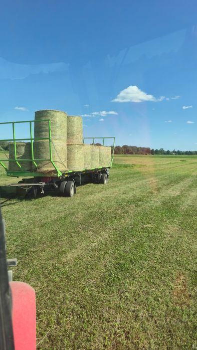 Siano bele w belach 130 cm baloty 2025