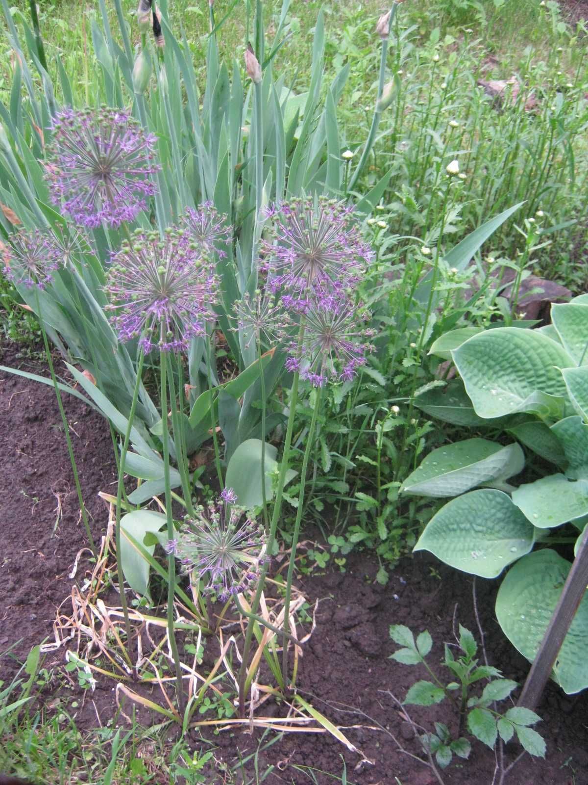 Продам; Многолетняя садовая ромашка, желтая ромашка Гелиопсис,   хоста