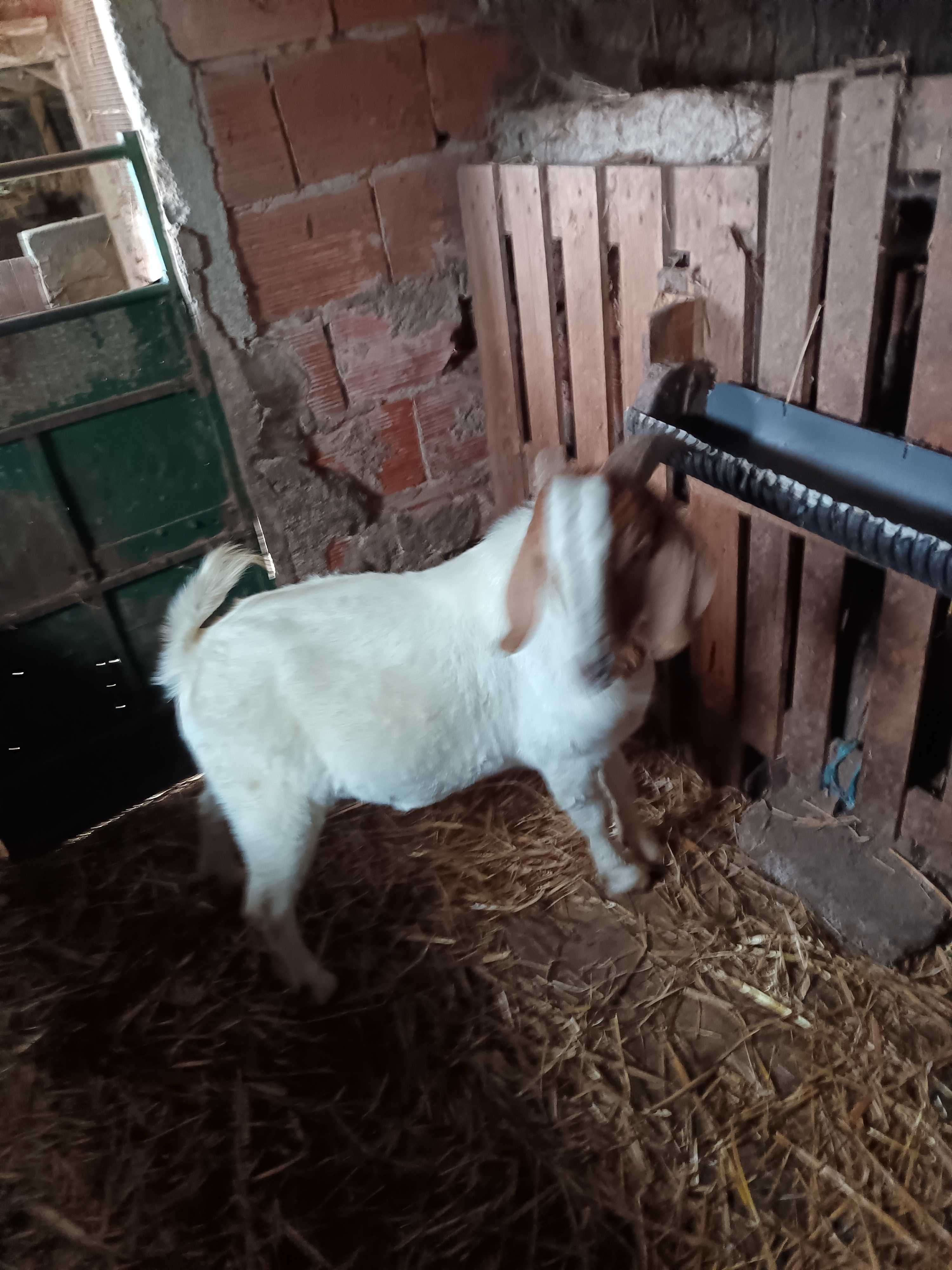 .macho boer puro
