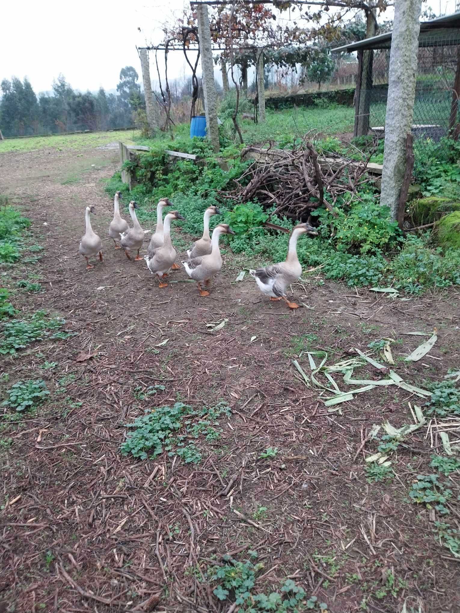 Gansos da Guiné (7 meses)