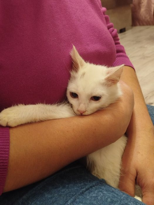 Котик у добрі руки хлопчик 3 місяці турецька ангора білий