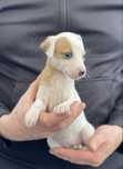 Whippet ZKwP suczka dziewczynka ciekawe umaszczenie Revirado FCI