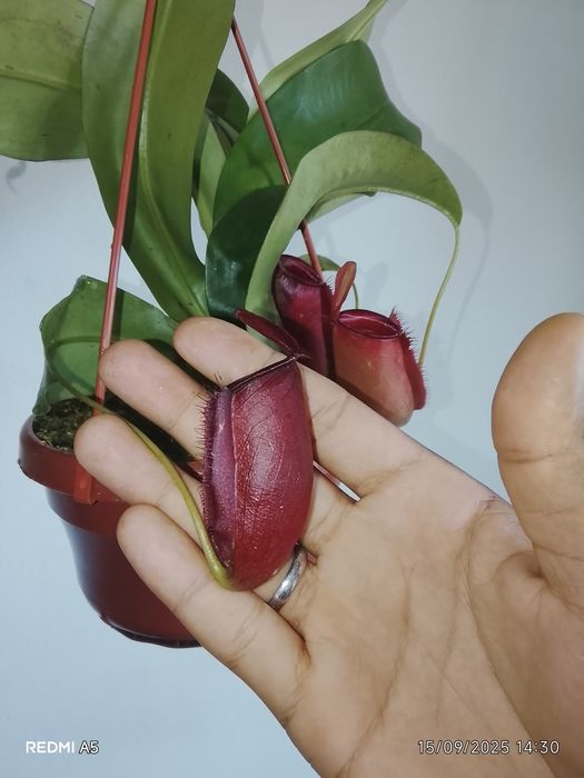 Planta Carnívora (N. Bolod marry))